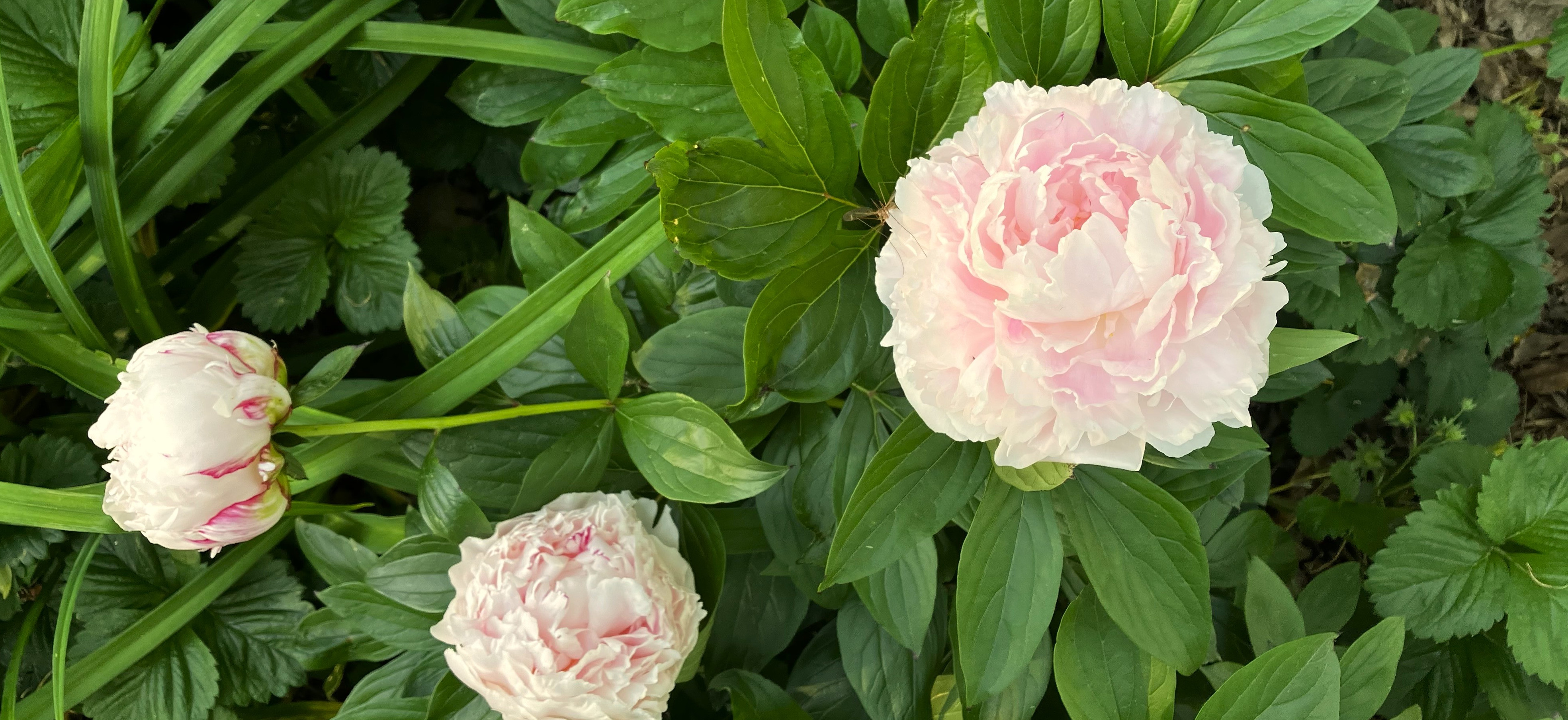 pink peonies in bloom