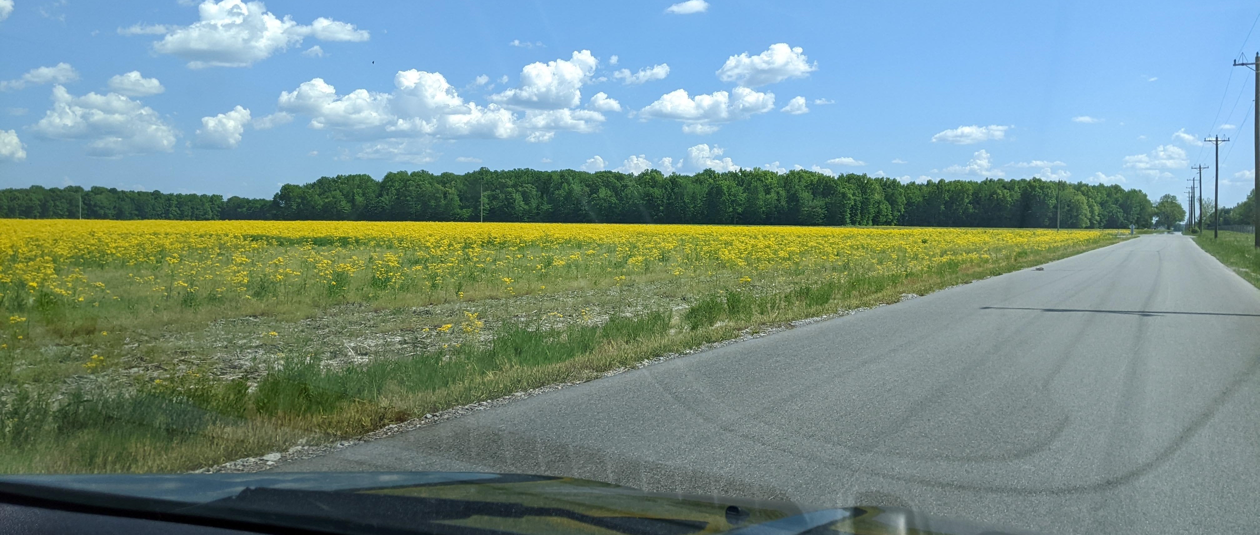 May sunshine and fields